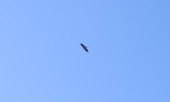 Juvenile bald eagle in flight.