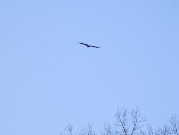 Juvenile bald eagle in flight.