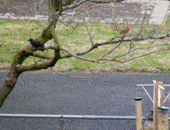 Male cardinal and european starling near bird feeder.