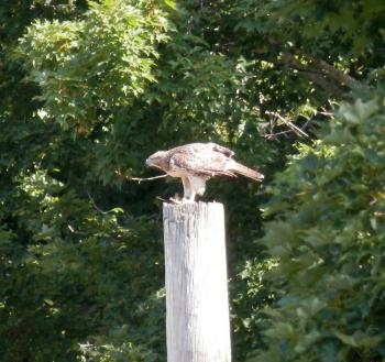Neighborhood juvenile red-tail hawk making lots of noise.