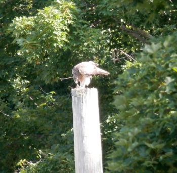 Neighborhood juvenile red-tail hawk making lots of noise.