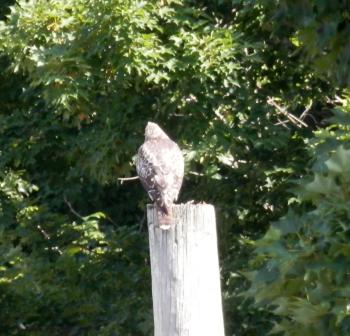 Neighborhood juvenile red-tail hawk making lots of noise.