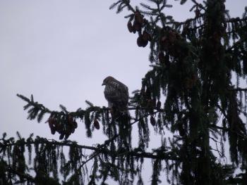 Neighborhood juvenile red-tail hawk making lots of noise.