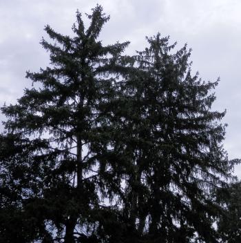 Neighborhood juvenile red-tail hawk pair making lots of noise.