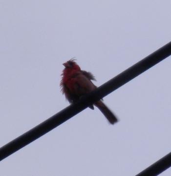 Male cardinal hanging out across the street, horrible light.