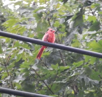 Male cardinal hanging out across the street, decent light but poor focus.
