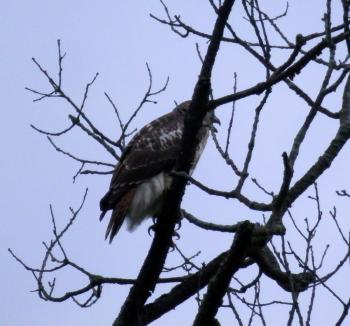 Neighborhood juvenile red-tail making lots of noise, again.