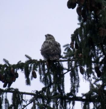 Neighborhood juvenile red-tail making lots of noise, again.