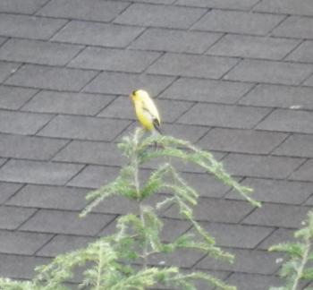 American goldfinch singing his heart out.