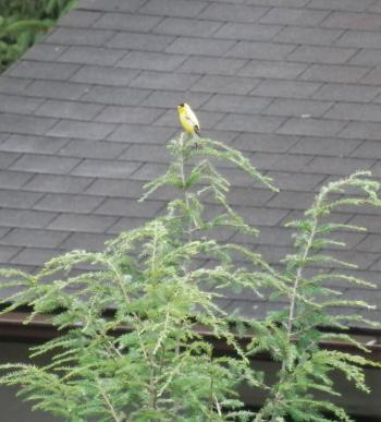 American goldfinch singing his heart out.