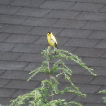 American goldfinch singing his heart out.