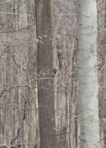 Woodpecker in woods near New Croton Reservoir.