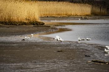 Seagull finding a clam along Croton River, dropping it on pavement at Echo Boat Launch for a nice meal.