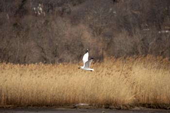 Seagull finding a clam along Croton River, dropping it on pavement at Echo Boat Launch for a nice meal.