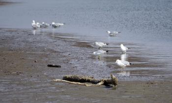 Seagull finding a clam along Croton River, dropping it on pavement at Echo Boat Launch for a nice meal.