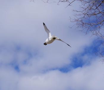 Seagull finding a clam along Croton River, dropping it on pavement at Echo Boat Launch for a nice meal.