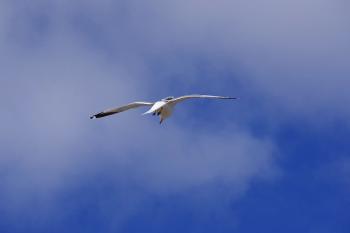 Seagull finding a clam along Croton River, dropping it on pavement at Echo Boat Launch for a nice meal.