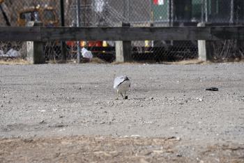 Seagull finding a clam along Croton River, dropping it on pavement at Echo Boat Launch for a nice meal.