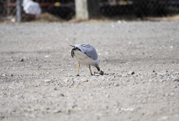 Seagull finding a clam along Croton River, dropping it on pavement at Echo Boat Launch for a nice meal.