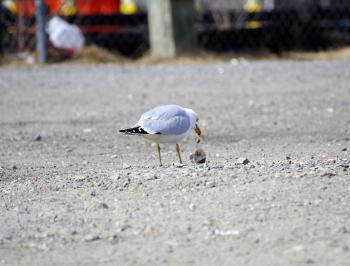 Seagull finding a clam along Croton River, dropping it on pavement at Echo Boat Launch for a nice meal.