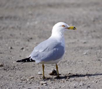 Seagull finding a clam along Croton River, dropping it on pavement at Echo Boat Launch for a nice meal.