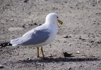 Seagull finding a clam along Croton River, dropping it on pavement at Echo Boat Launch for a nice meal.
