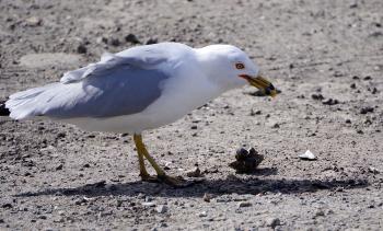 Seagull finding a clam along Croton River, dropping it on pavement at Echo Boat Launch for a nice meal.