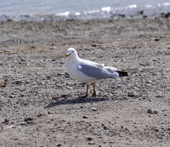 Seagull finding a clam along Croton River, dropping it on pavement at Echo Boat Launch for a nice meal.