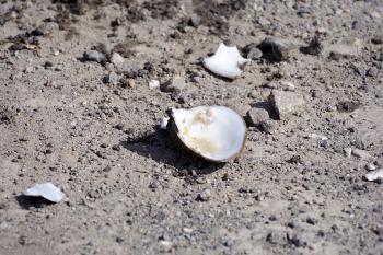 Seagull finding a clam along Croton River, dropping it on pavement at Echo Boat Launch for a nice meal.