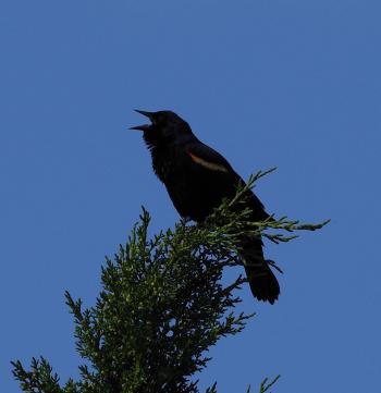 Red-winged blackbird.