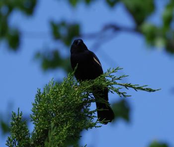 Red-winged blackbird.