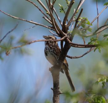 Song sparrow.