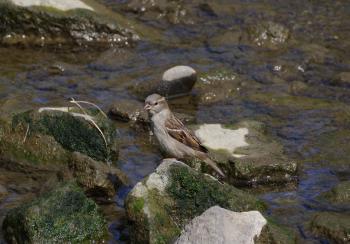 Female house sparrow.