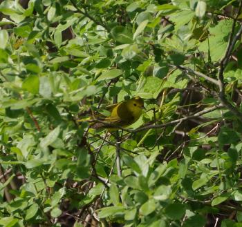 Yellow Warbler.
