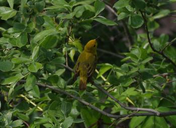 Yellow Warbler.