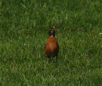 American Robin.