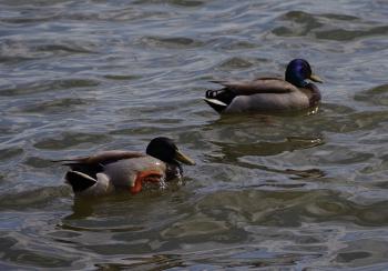 Mallards in the Hudson River/Haverstraw Bay.