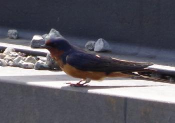 Barn swallow.