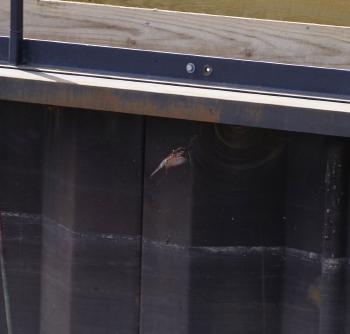 Barn swallow.