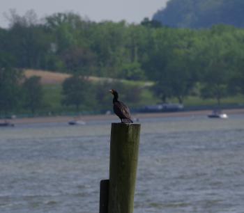 Double-crested Cormorant.