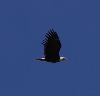 Bald eagle.