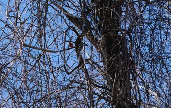Mating pair of cardinals hidden in branches and vines.