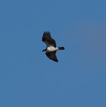 Osprey in flight.