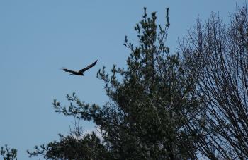 Turkey vulture in flight over treetops.