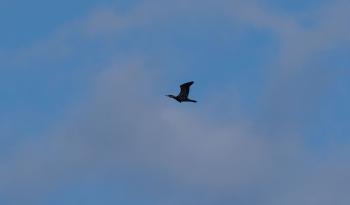 Double-crested Cormorant (maybe).