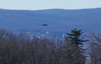 Double-crested Cormorant (maybe), 2nd bird.