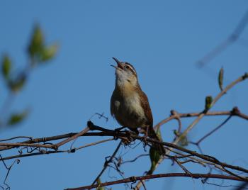 Sparrow (unknown species).
