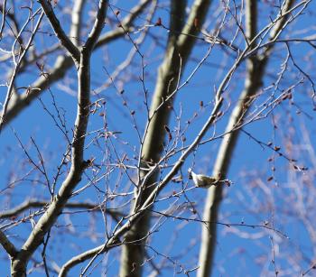 American Goldfinch (maybe).