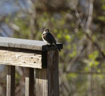 Eastern Phoebe sightseeing on the Hudson River waterfront.