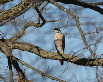 Cooper's Hawk going incognito as an osprey.